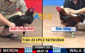 Trận 23 CPC2 Ngày 16/102024 Gà Của Anh Bảo Sting Tải Cựa Quá Tốt