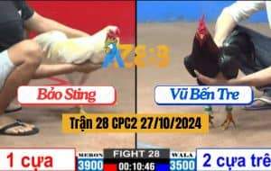 Trận 28 CPC2 Ngày 27/10/2024 Gà Anh Bảo Sting Đá 1 Cựa Hạ Gà Anh Vũ