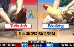 Trận 38 CPC2 Ngày 23/10/2024 Gà Anh Bảo Sting Nạp Đúng 1 Chân Lụm Lúa