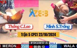 Trận 5 CPC1 Ngày 22/10/2024 Hai Con Gà Đẳng Cấp Đụng nhau