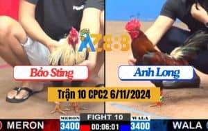 Trận 10 CPC2 Ngày 6/11/2024 - Gà Anh Bảo Sting Đá Chân Đầu Đâm Lút Cựa
