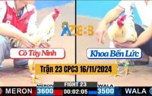 Trận 23 CPC3 16/11/2024 - Gà Anh Cò Tây Ninh 5 Giây Hạ Đẹp Đối Thủ