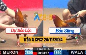 Trận 4 CPC2 24/11/2024 - Ông Hoàng WALA 1 Tay Nước Hạ Gà Cọp Anh Dự