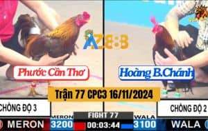 Trận 77 CPC3 16/11/2024 Gà Anh Phước Chồng Độ 3 Đâm Không Bỏ Chân Nào