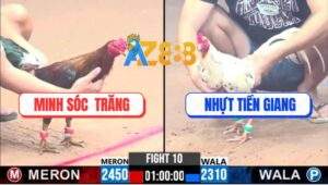 Trận 10 CPC3 31/12/2024 - Gà Anh Minh Đâm Gà Anh Nhựt Đứng Không Vững