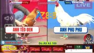 Trận 13 CPC2 15/12/2024 - IDOL Phu Phu Có Gốc Bự Chống Lưng Hạ Anh Tèo