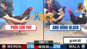 Trận 21 CPC3 12/12/2024 - Chiến Kê Đơn Độc Thách Thức Cặp Gà Sinh Đôi