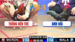 Trận 12 CPC1 18/1/2025 - Gà Anh Thắng Cứ Đè Nách Với Mu Lung Mà Dập