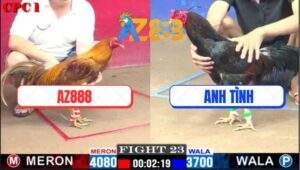 Trận 23 CPC1 18/1/2025 - Gà khét Của Xóm Gà AZ Đá Bo Như Búa Đập