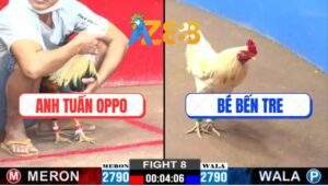 Trận 8 CPC2 22/1/2025 - Gà Bướm Anh Bé Đá Cây Đầu Cần Hạ Chuối Mỹ