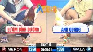 Trận 10 CPC3 21/2/2025 - Gà Que Anh Lượm Bình Dương Đá Như Tép Nhảy