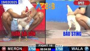 Trận 16 CPC2 19/2/2025 - Gà Bảo Sting Xin Nhe Chân Gà Anh Tuấn Sài Gòn
