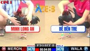 Trận 2 CPC1 25/2/2025 - Gà Anh Bé Bú Vô Gà Má Minh Ngã Ngửa Gãy Cổ