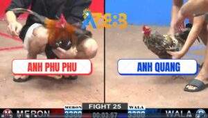 Trận 25 CPC2 7/2/2025 - Gà Điều Anh Phu Phu Có Chân Mai Độ Quá Đẹp