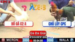 Trận 26 CPC1 22/2/2025 Gà Anh Bảo Sting Đá Chân 1 Kết Liễu Gà Chú Lũy