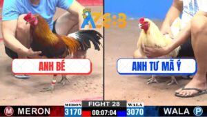 Trận 28 CPC2 28/2/2025 - Gà Điều Anh Bé Đá Gãy Cổ Gà Bướm Anh Tư Mã Ý