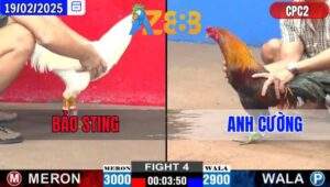 Trận 4 CPC2 19/2/2025 - Úa Hiệu Của Idol Wala Bảo Sting Đá Như Cái Máy