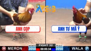 Trận 32 CPC2 28/2/2025 - Gà Anh Cọp Đá Như Cọp, 1 Tay Nước Có Kết Quả