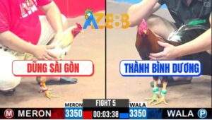 Trận 5 CPC3 23/2/2025 Gà Anh Dũng Đá Gà Anh Thành Không Nhấc Được Chân