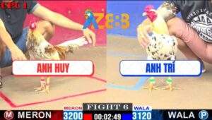 Trận 6 CPC1 25/2/2025 - Bướm Canh Chặn Sút Chân 1 Camelo Gãy Cổ