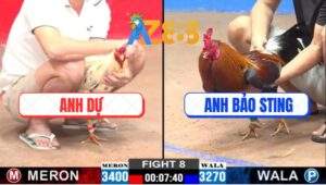 Trận 8 CPC2 7/2/2025 - Gà Anh Bảo Sting Đá Ăn 1 Vẫn Bị Lật Kèo