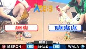 Trận 8 CPC3 21/2/2025 - Gà Anh Tuấn Đăk Lăk Hạ Đối Thủ Nhanh Như Chớp