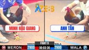 Trận 9 CPC3 25/2/2025 - Gà Anh Tân Việt Lai Đá Siêu Mỹ 1 Tăng Nhập Thổ