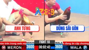 Trận 10 CPC3 13/3/2025 - Gà Anh Dũng Nhấc Chân, Gà Anh Tửng Rớt Xổ 100