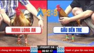 Trận 14 CPC2 30/3/2025 - Gà Cú Má Minh Đá Gà Xám Anh Gấu Ói Đen đầu