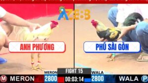 Trận 15 CPC3 3/3/2025 - Gà Anh Phú Hạ Gà Anh Quang Trong Nháy Mắt