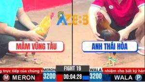 Trận 19 CPC3 19/3/2025 - Gà Anh Mắm Vũng Tàu Dí Bạc Bị Đá Quẹo Cổ