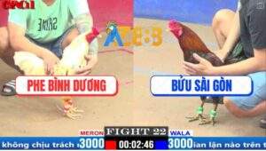 Trận 22 CPC1 29/3/2025 - Gà Bướm Anh Phe Nhấp 3 Chân Điều Tốc Chạy