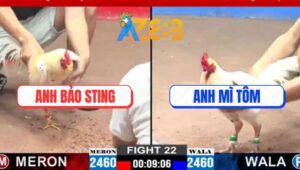 Trận 22 CPC3 12/3/2025 - Bướm Hiệu Bảo Sting Gồng Đá Đối Thủ Chạy Chết