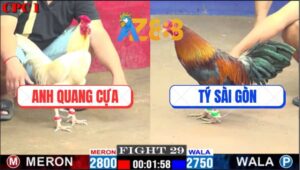 Trận 28 CPC1 1/3/2025 - Gà Úa Anh Quang Cựa Đá Chân Nào Cũng Đâm