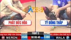 Trận 3 CPC3 28/3/2025 - Gà Điều Anh Phát Đức Hòa Đá Chay Như Máy Sới