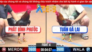 Trận 4 CPC3 3/3/2025 - Gà Điều Anh Tuấn Gà lai Dỡ Giò Là Đâm