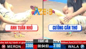 Trận 48 CPC3 16/3/2025 - Gà Bướm Anh Tuấn Nhỏ Canh Đá Loại Giò Đối Thủ