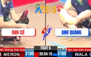 Trận 6 CPC3 9/3/2025 - Điều Anh Cơ Siết 1 Tay Tắt Điện Bướm Anh Quang