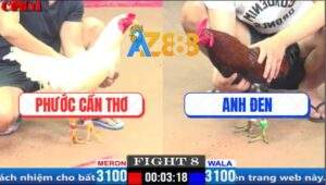 Trận 8 CPC1 29/3/2025 - Gà Anh Phước Hạ Điều Xanh Mẻ Hiệu Tính Ga King