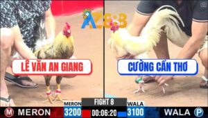 Trận 8 CPC3 1/3/2025 - Gà Anh Lê Văn Đá Gà Anh Cường Như Muỗi Đốt INOX