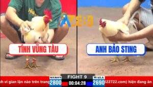 Trận 9 CPC2 30/3/2025 - Úa Hiệu Anh Bảo Sting Đá Mấy Chân Bướm Bay Bồ