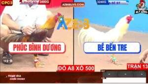 Trận 13 CPC3 22/4/2025 - Gà Úa Anh Bé Đá Gà Khét Chúc Phúc Bay Bồ