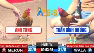 Trận 17 CPC3 5/4/2025 - Gà Vàng Anh Tuấn Hạ Sát Gà Khét Nhanh Gọn