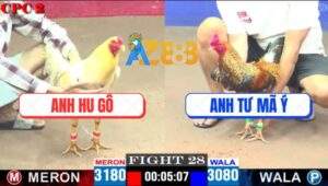 Trận 28 CPC2 18/4/2025 - Gà Bướm Anh Hu Gô Gồng Đá Gà Cú Ói Xong Bỏ Đi
