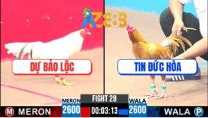 Trận 28 CPC3 11/4/2025 - Khét Chân Trắng Tiễn Biệt Gà Bướm Dự Bảo Lộc