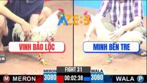 Trận 31 CPC3 9/4/2025 - Gà Úa Má Minh Đá Gà Anh Vinh Thở Không Kịp