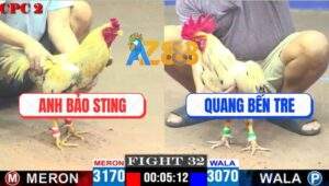 Trận 32 CPC2 18/4/2025 - Khét Sữa Anh Bảo Sting Đâm Bướm Lọt Khỏi Sữa