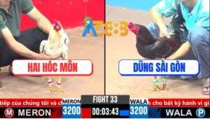 Trận 33 CPC3 5/4/2025 - Gà Anh Dũng Sài Gòn Đá Chân 1 Kết Liễu Đối Thủ