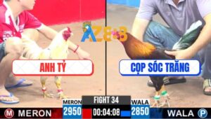 Trận 34 CPC3 26/4/2025 - Gà Bướm Anh Tỷ 1 Cước Đoạt Mệnh Gà Điều