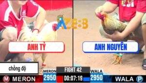 Trận 42 CPC3 26/4/2025 - Gà Bướm Anh Tỷ Chồng Độ Đâm Cựa Như Cái Máy